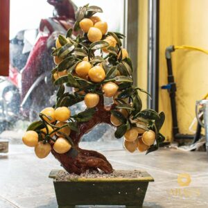 Cây Đào Tiên Ngọc Hoàng Long 38 quả